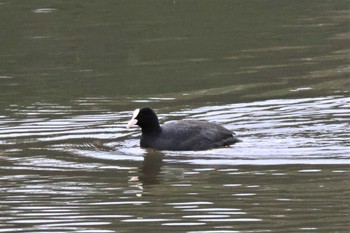 オオバン 大分県志高湖 2023年1月13日(金)