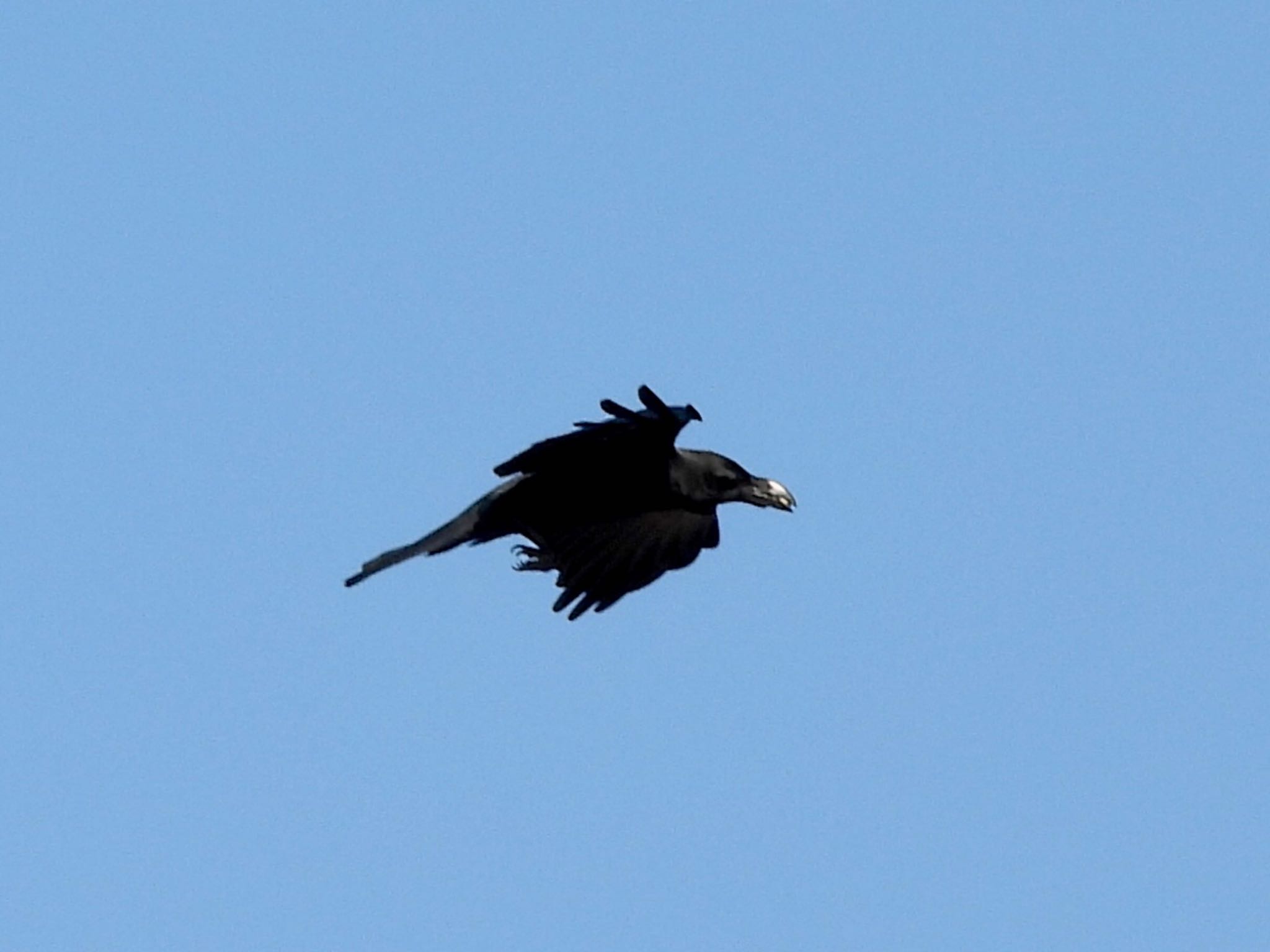 Large-billed Crow