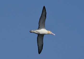 Short-tailed Albatross 八丈島航路 Sat, 3/31/2018