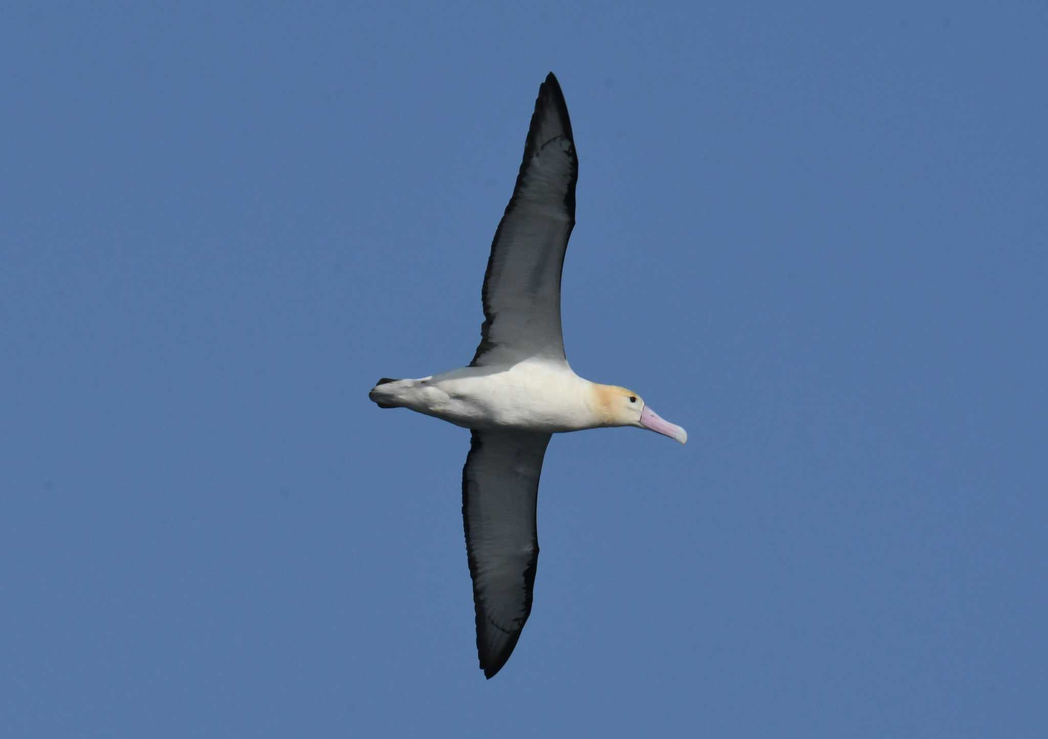 Photo of Short-tailed Albatross at 八丈島航路 by あひる