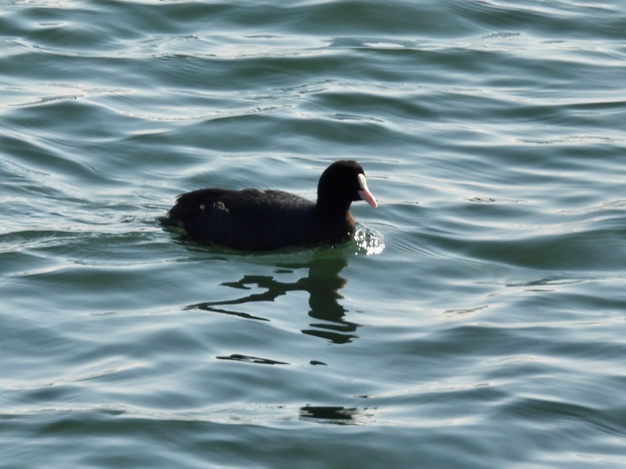 Eurasian Coot