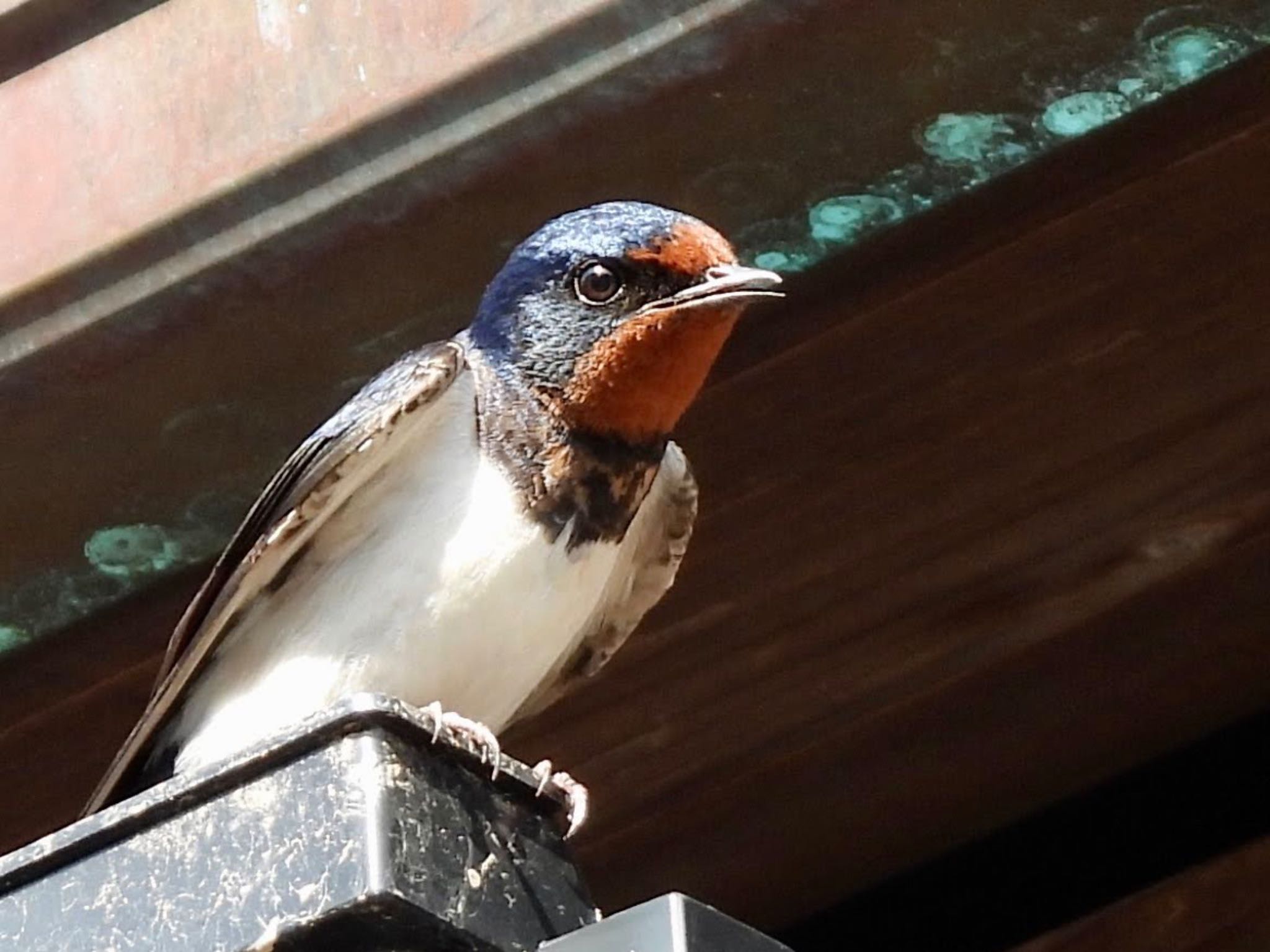 Photo of Barn Swallow at 伊勢 by くー