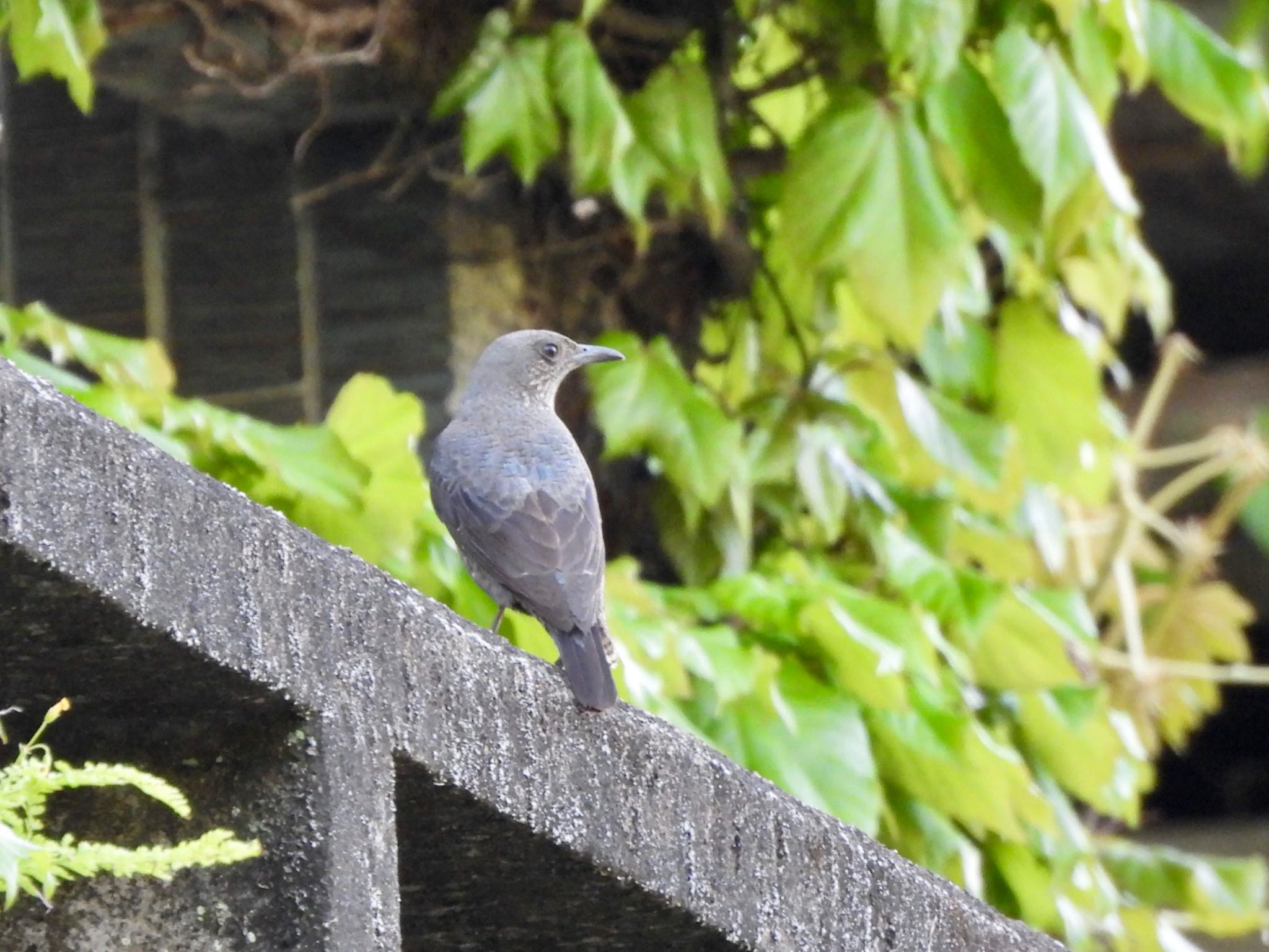 Photo of Blue Rock Thrush at 伊勢 by くー