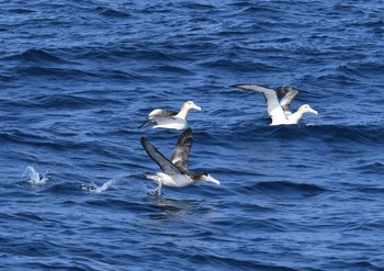 Short-tailed Albatross 八丈島航路 Sat, 3/31/2018