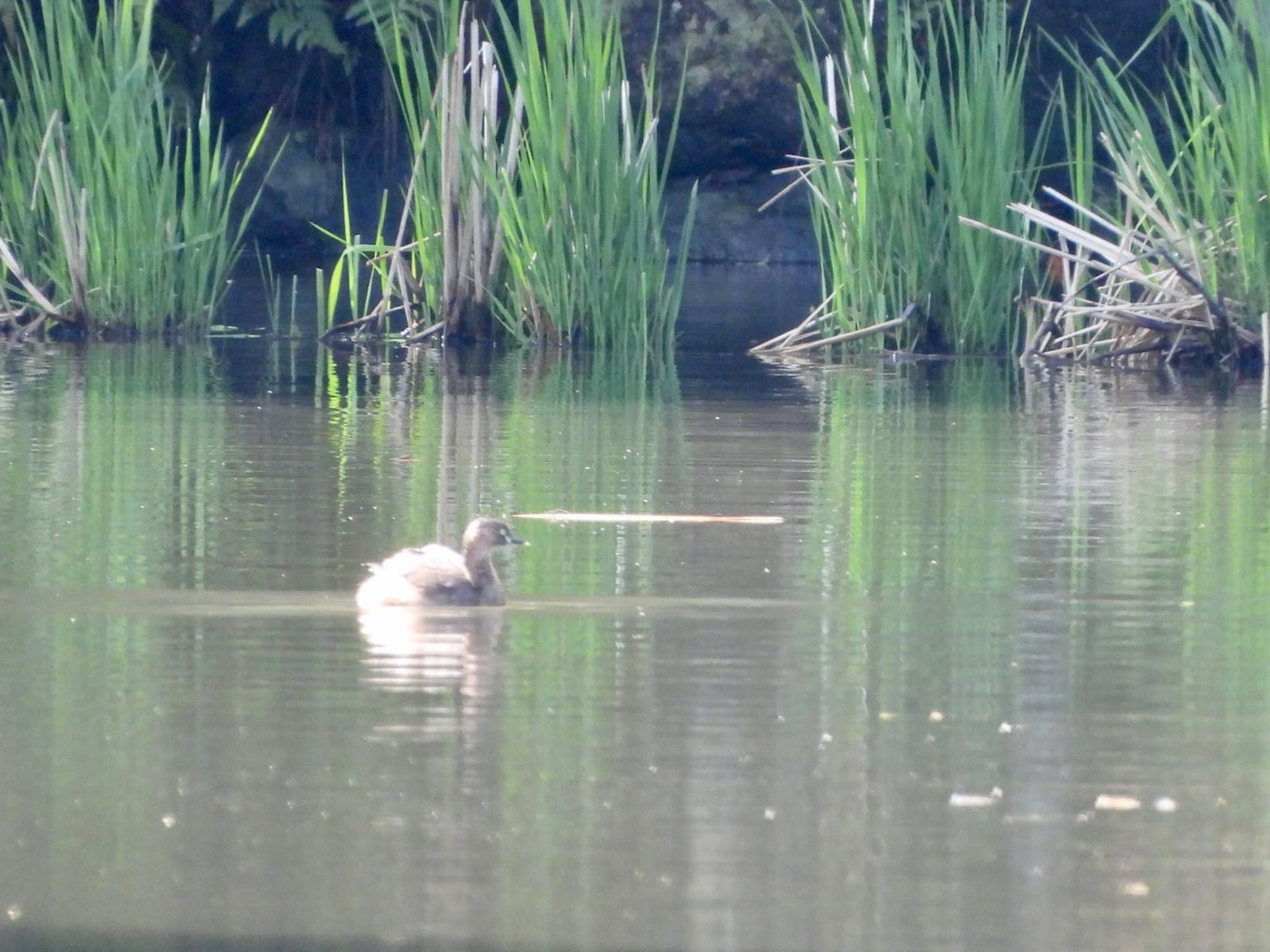 Photo of Little Grebe at 伊勢 by くー