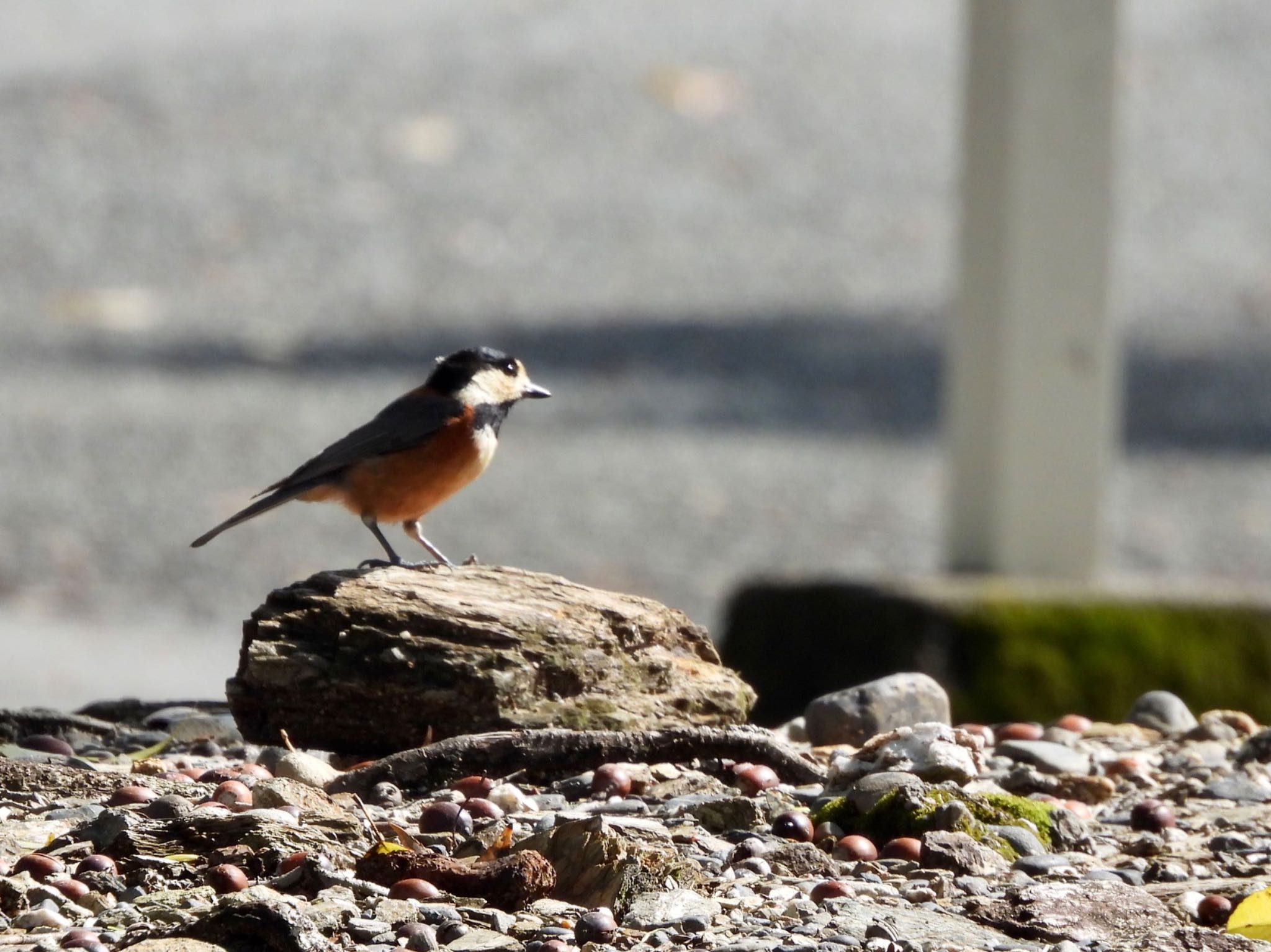 Photo of Varied Tit at 伊勢 by くー