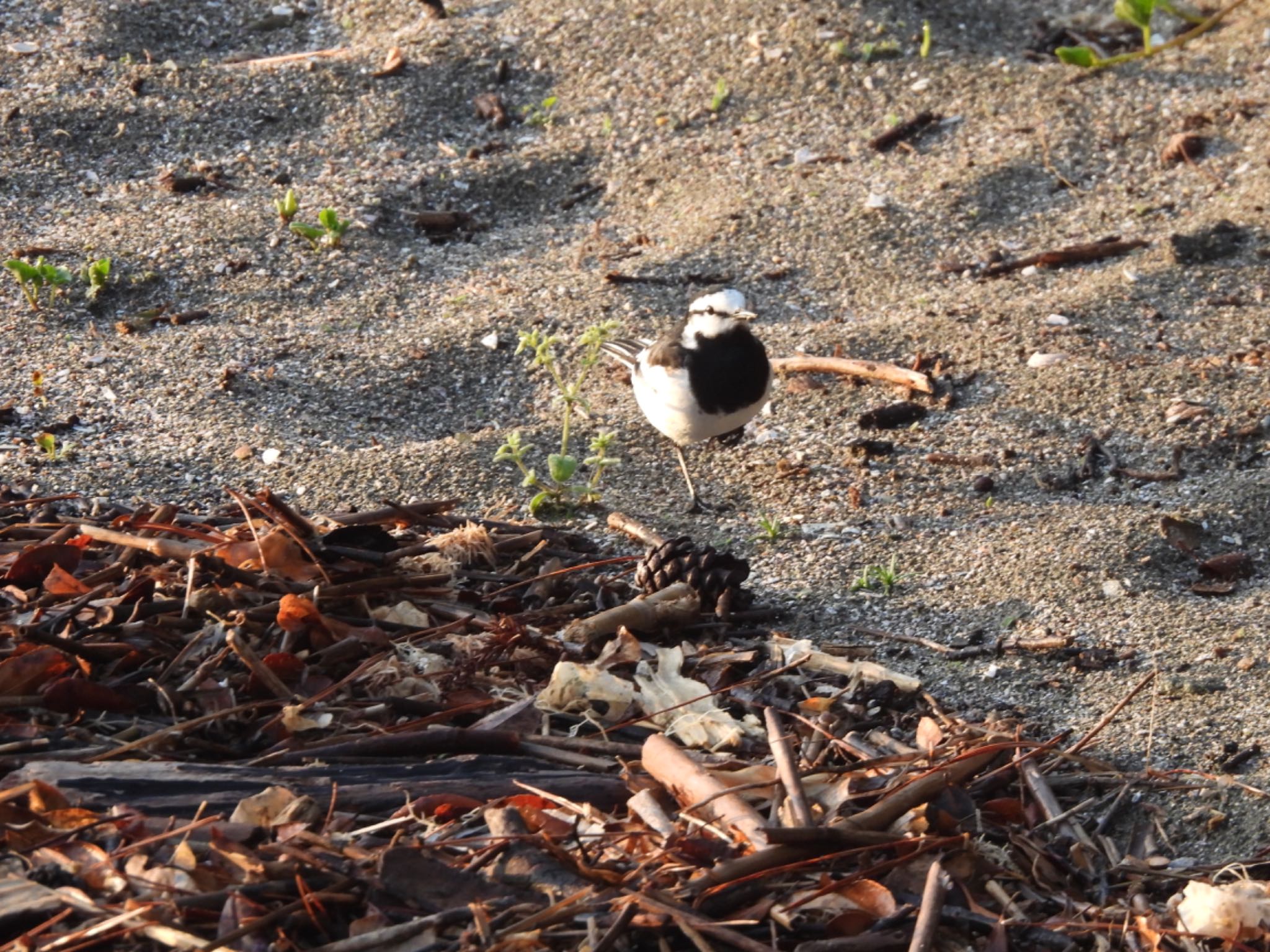 Photo of White Wagtail at 伊勢 by くー