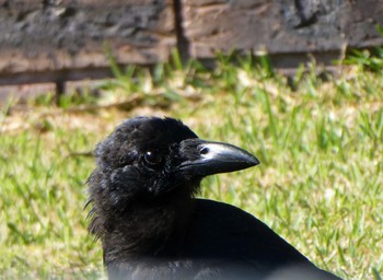 Australian Raven Woy Woy, NSW, Australia Sat, 1/21/2023