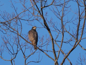 Sat, 1/21/2023 Birding report at 平城宮跡