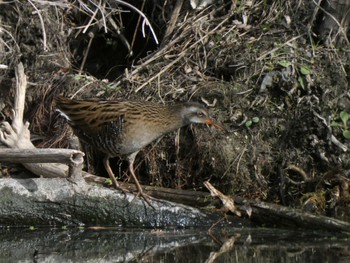 2023年1月22日(日) 多摩川の野鳥観察記録