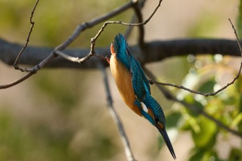 2023年1月22日(日) 千里南公園の野鳥観察記録