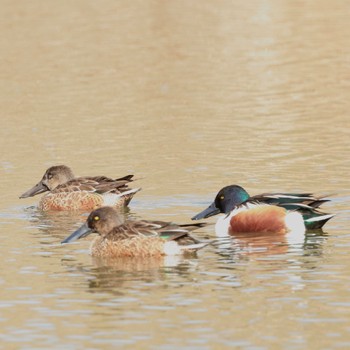 2023年1月22日(日) 新横浜公園の野鳥観察記録