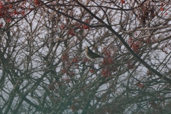 Dusky Thrush 北海道大学 Sun, 1/22/2023