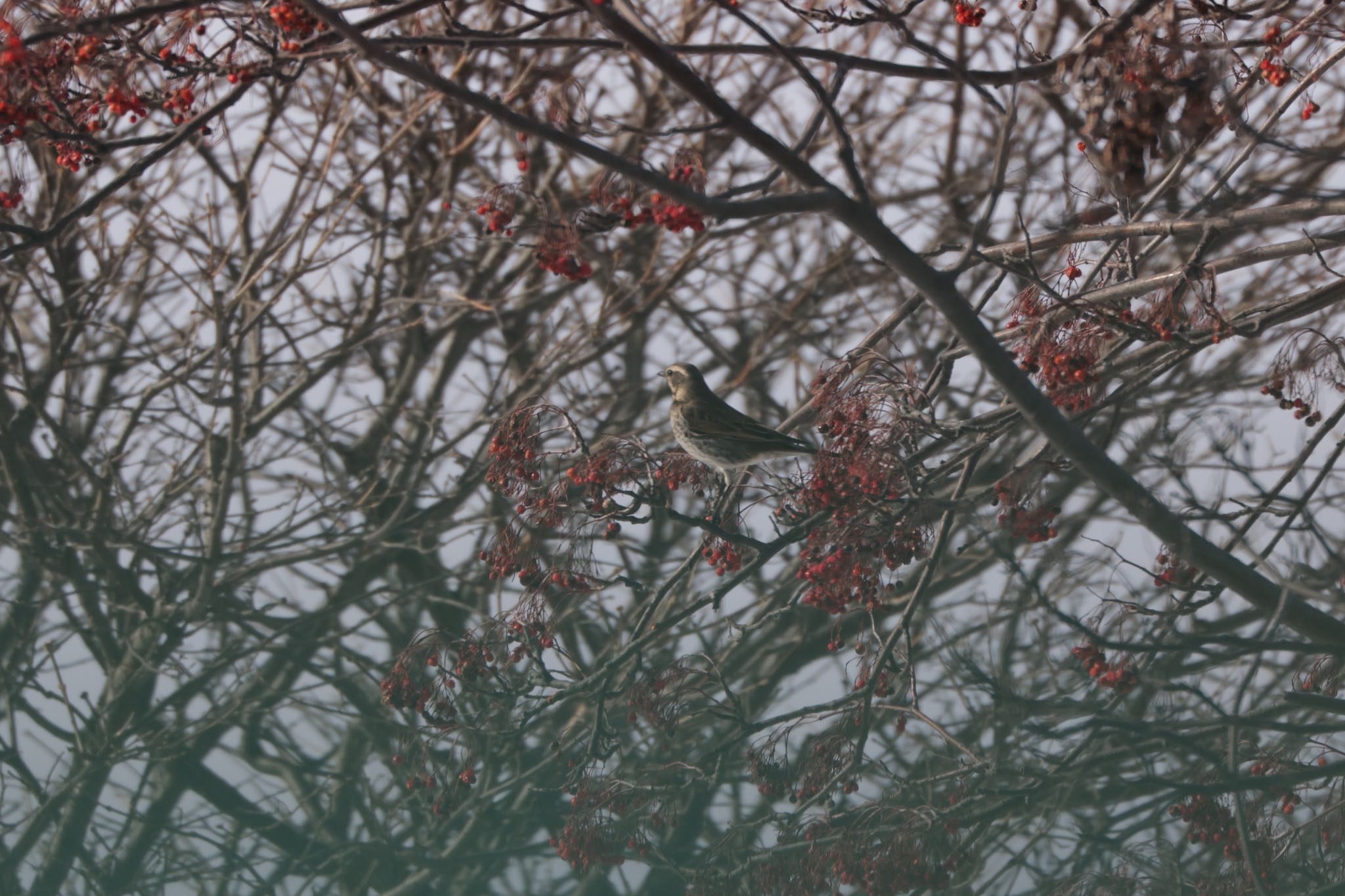Photo of Dusky Thrush at 北海道大学 by will 73