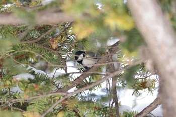 Japanese Tit 北海道大学 Sun, 1/22/2023