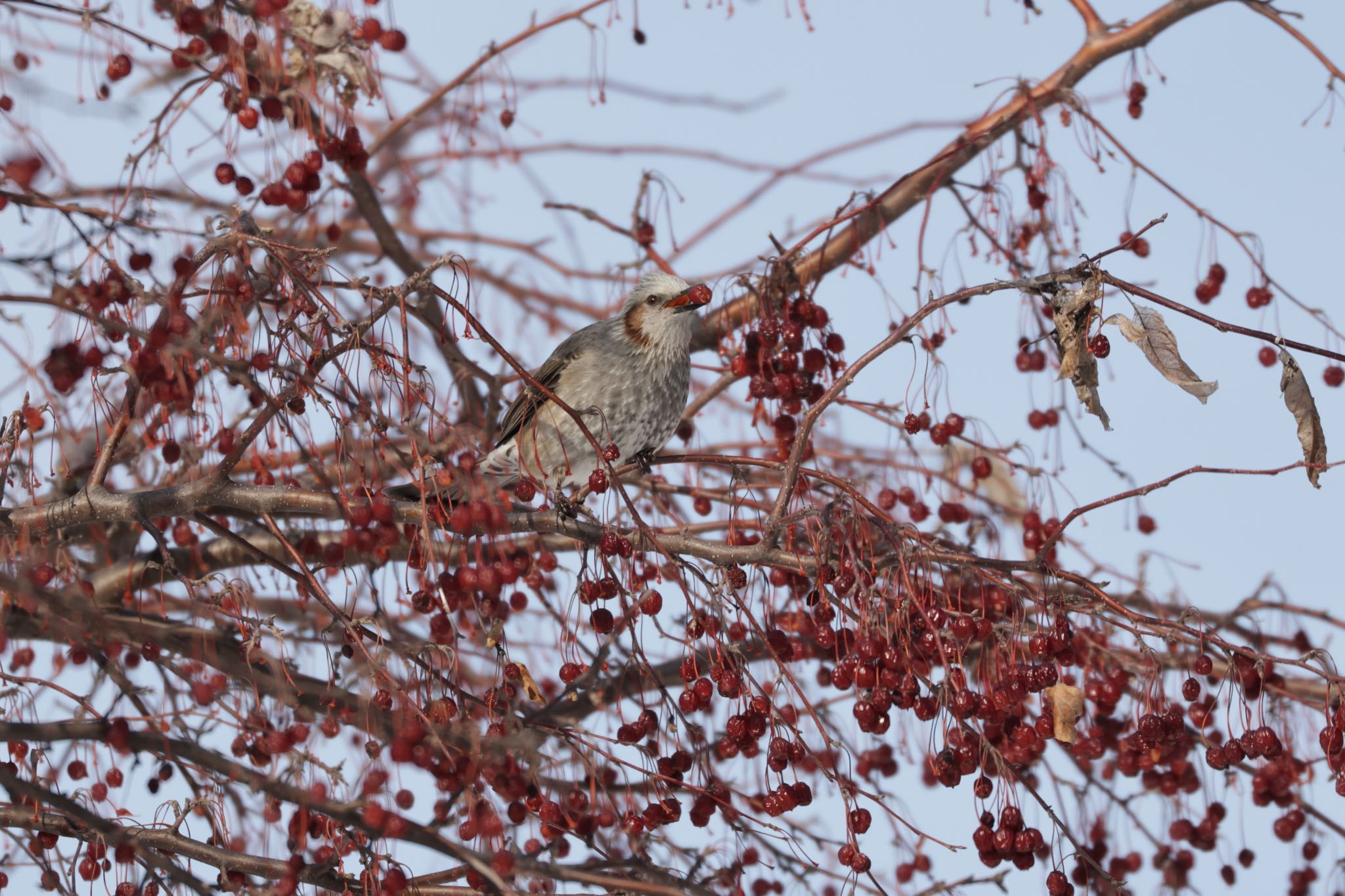 Photo of Brown-eared Bulbul at 北海道大学 by will 73