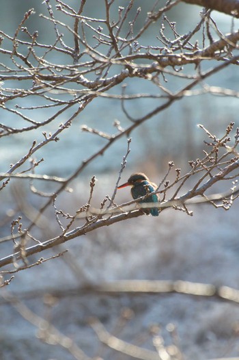 Common Kingfisher Osaka Tsurumi Ryokuchi Sun, 1/22/2023