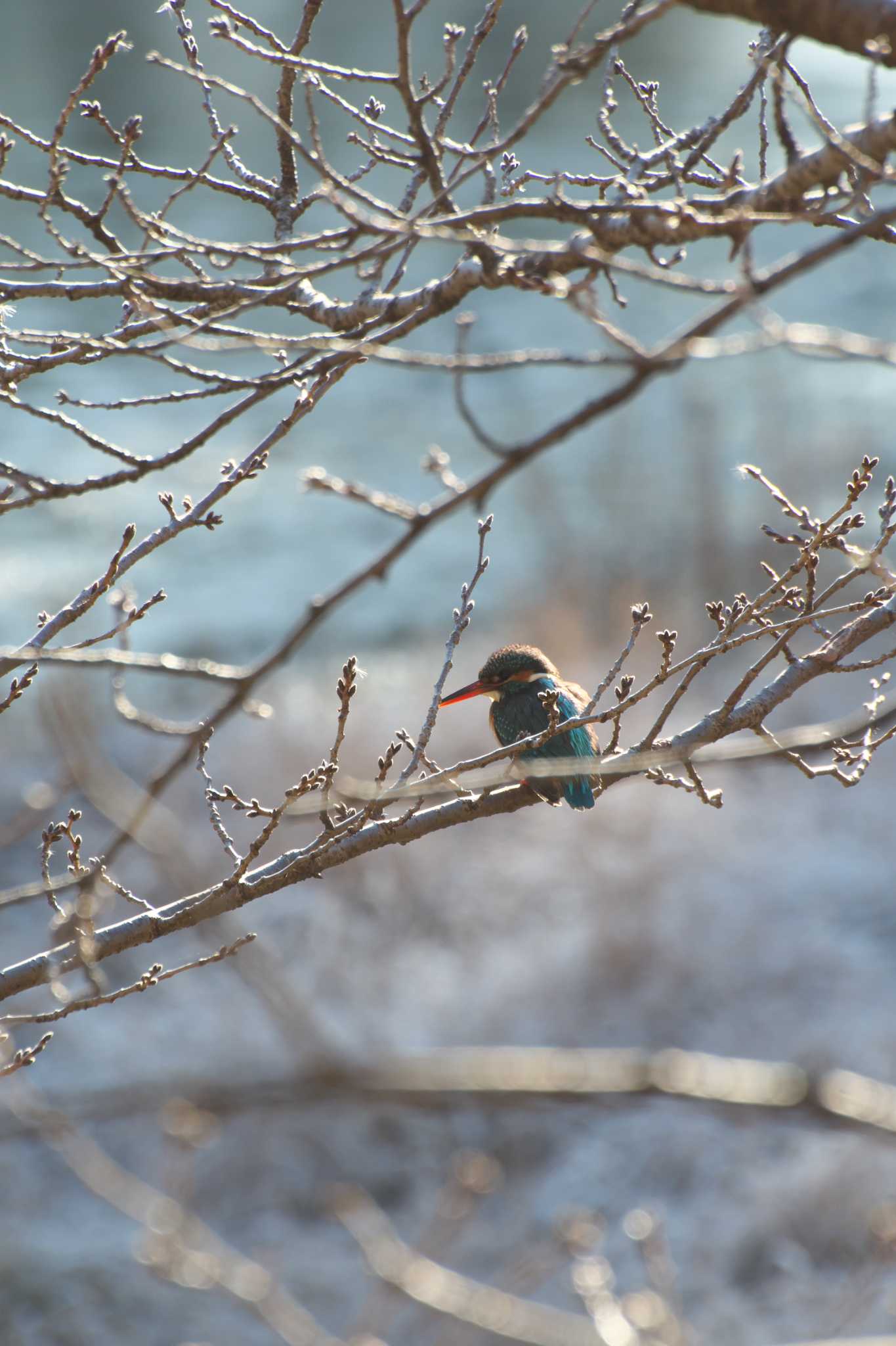 Photo of Common Kingfisher at Osaka Tsurumi Ryokuchi by 大井 誠