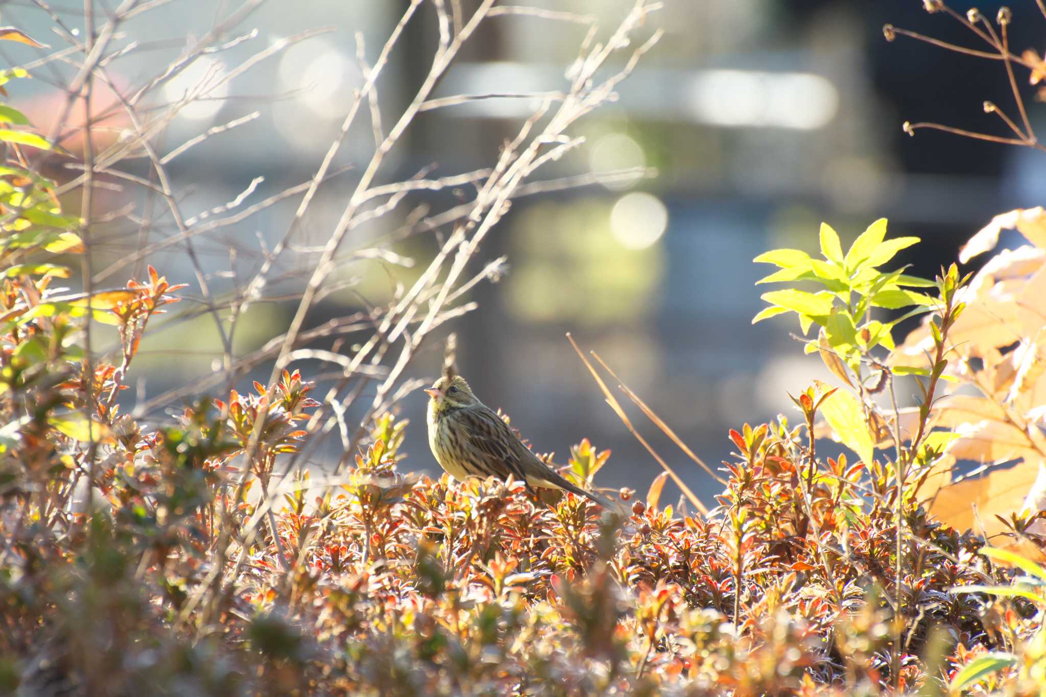 Photo of Masked Bunting at Osaka Tsurumi Ryokuchi by 大井 誠