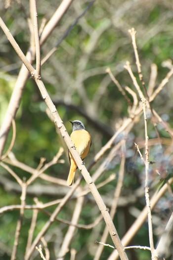 Daurian Redstart Osaka Tsurumi Ryokuchi Sun, 1/22/2023