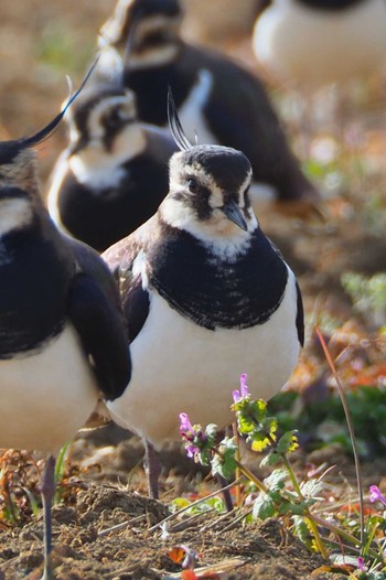 Northern Lapwing 平塚田んぼ Sun, 1/22/2023