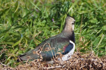 Northern Lapwing 平塚田んぼ Sun, 1/22/2023