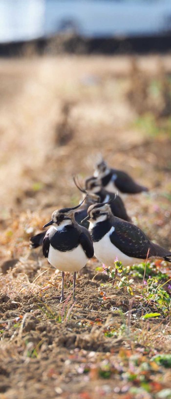 2023年1月22日(日) 平塚田んぼの野鳥観察記録