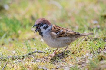 Eurasian Tree Sparrow 姫路公園 Fri, 3/30/2018