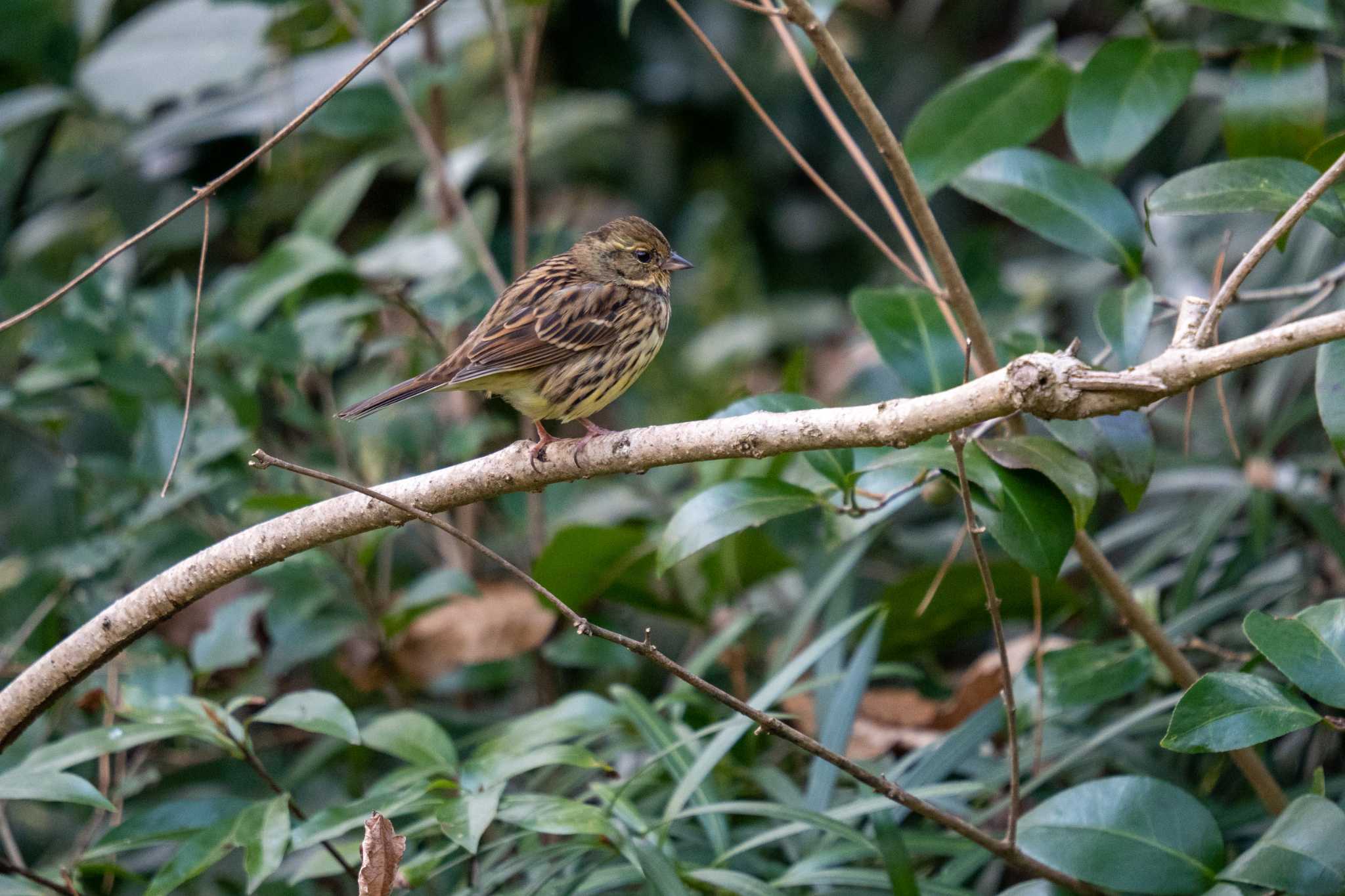 Photo of Masked Bunting at Kyoto Gyoen by chez 