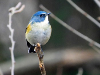 ルリビタキ 青葉山公園 2023年1月22日(日)