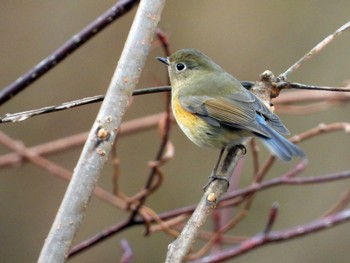 ルリビタキ 青葉山公園 2023年1月22日(日)