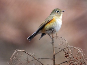 ルリビタキ 青葉山公園 2023年1月22日(日)