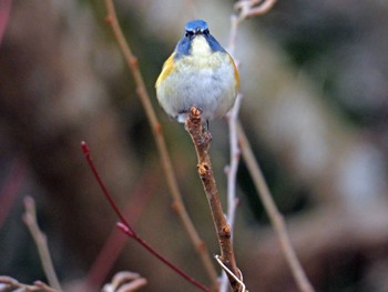 ルリビタキ 青葉山公園 2023年1月22日(日)