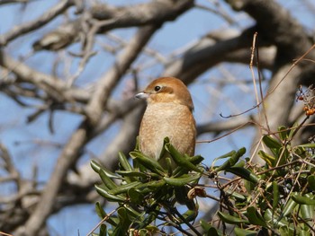 2023年1月22日(日) 小石川植物園の野鳥観察記録