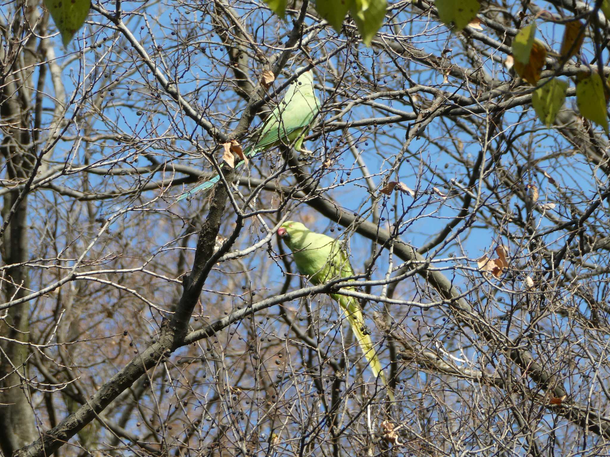 ワカケホンセイインコ