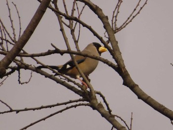 2023年1月22日(日) 和田堀公園の野鳥観察記録