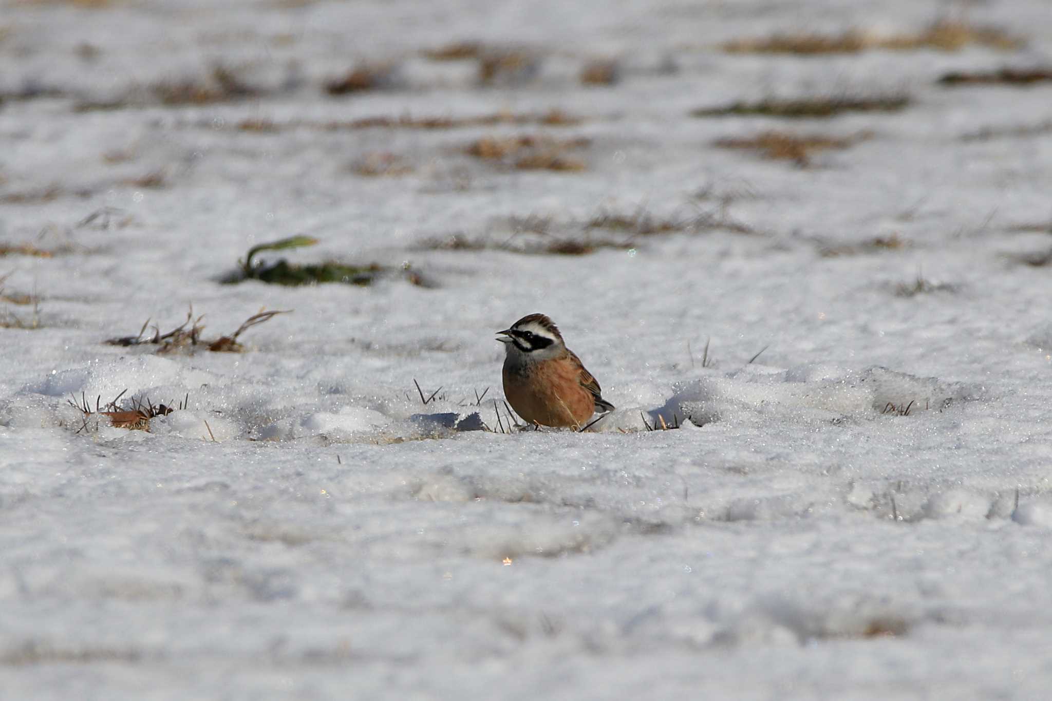 Meadow Bunting