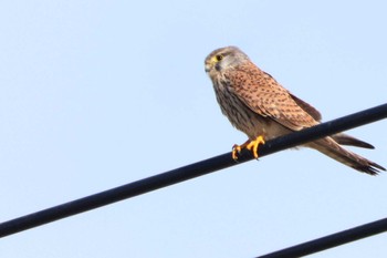 2023年1月22日(日) 鍋田干拓地の野鳥観察記録