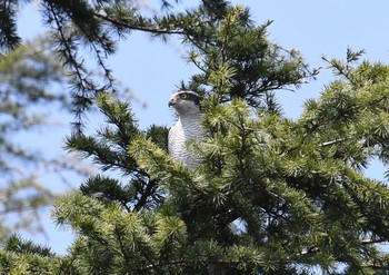 Eurasian Goshawk Unknown Spots Sun, 4/1/2018