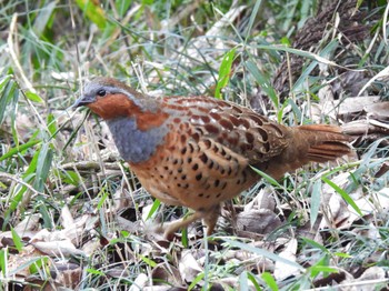 Chinese Bamboo Partridge 三田洞 Sun, 1/22/2023