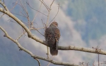 Oriental Turtle Dove 麻機遊水地 Sun, 1/22/2023