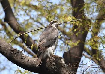 Eurasian Goshawk Unknown Spots Sun, 4/1/2018