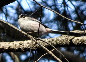 2023年1月22日(日) 明治神宮の野鳥観察記録