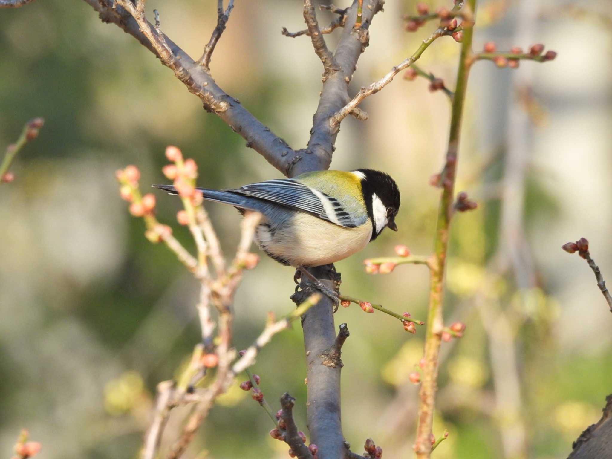 Japanese Tit