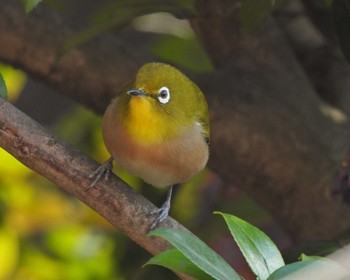 Warbling White-eye 羽根木公園 Sun, 1/22/2023