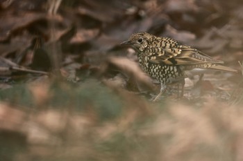 White's Thrush Sayama Park Sun, 1/22/2023