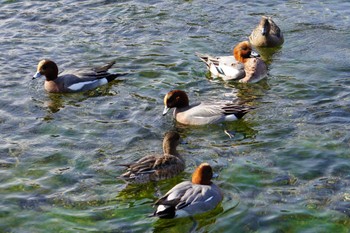 Eurasian Wigeon 江津湖 Sat, 1/21/2023