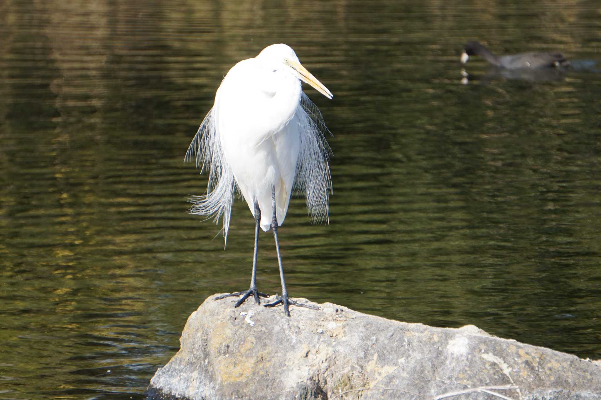 Great Egret