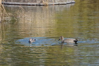 Gadwall 江津湖 Sat, 1/21/2023