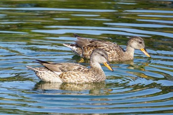 Gadwall 江津湖 Sat, 1/21/2023